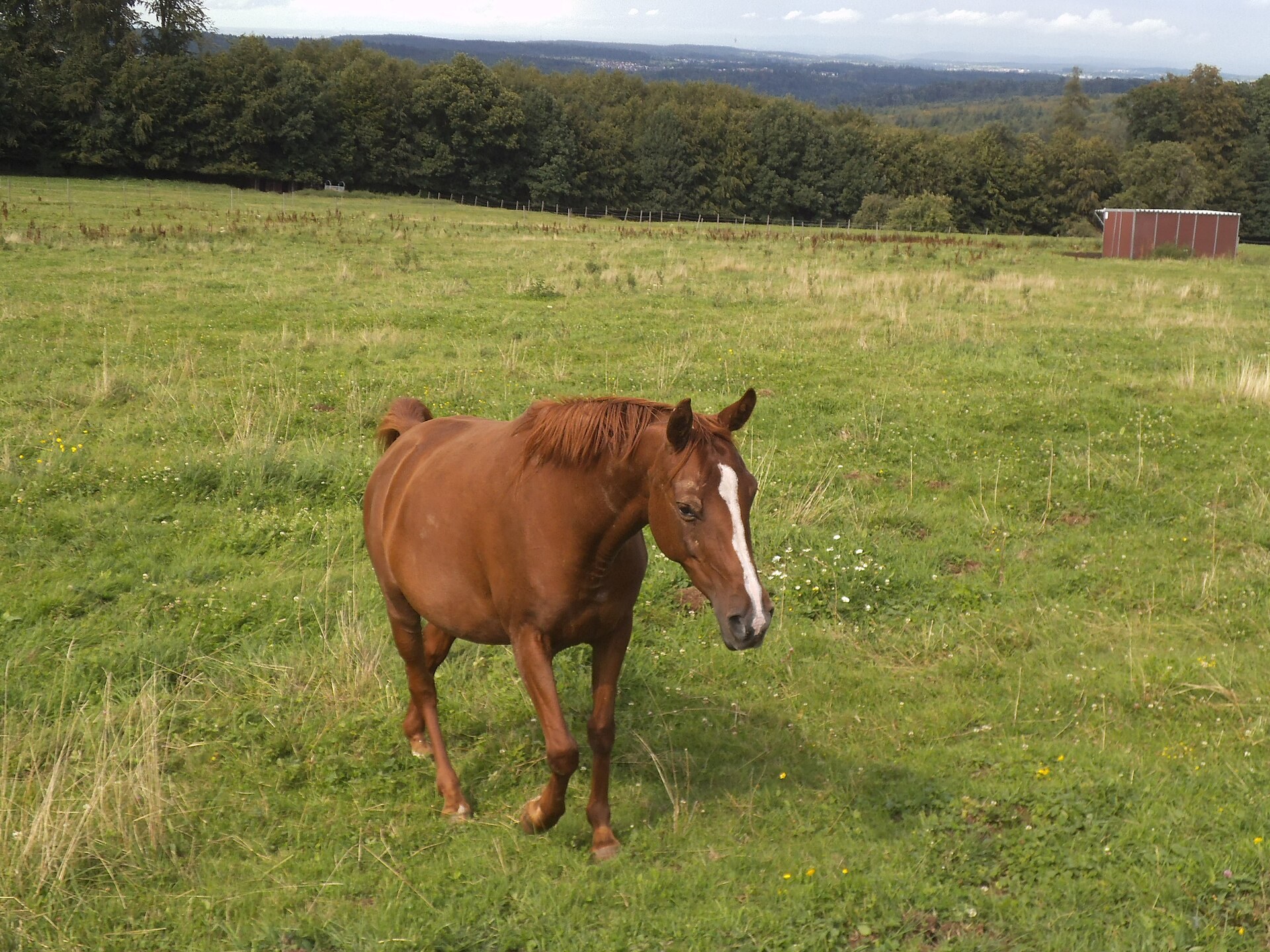 Arabian horse — private collection photography