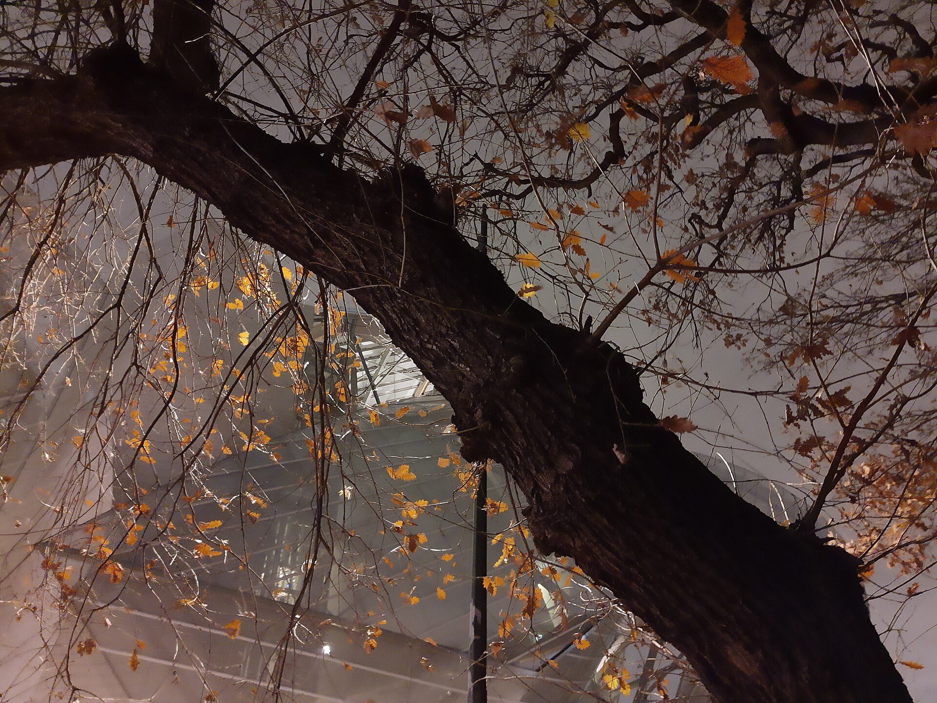 Fondation Louis Vuitton at night, Bois de Boulogne